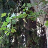 Platanus × acerifolia. Часть ствола и ветвь с соплодиями. Испания, автономное сообщество Андалусия, провинция Гранада, комарка Вега-де-Гранада, г. Гранада, Альгамбра. 13.07.2012.