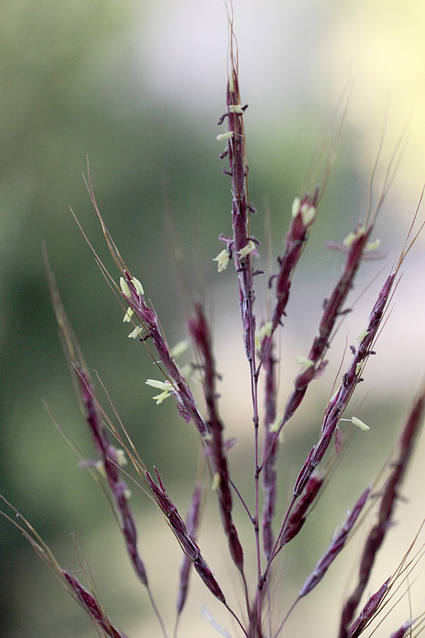 Image of Bothriochloa ischaemum specimen.