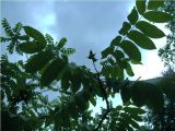 Juglans ailanthifolia. Ветвь с молодыми плодами. Сахалин, окр. г. Южно-Сахалинска, лесопарковая зона. Июль 2012 г.