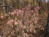 Euonymus verrucosus. Куст с листьями в осенней окраске в нагорном широколиственном лесу. Саратовская обл., Саратовский р-н. 21 октября 2012 г.