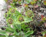 Bupleurum triradiatum