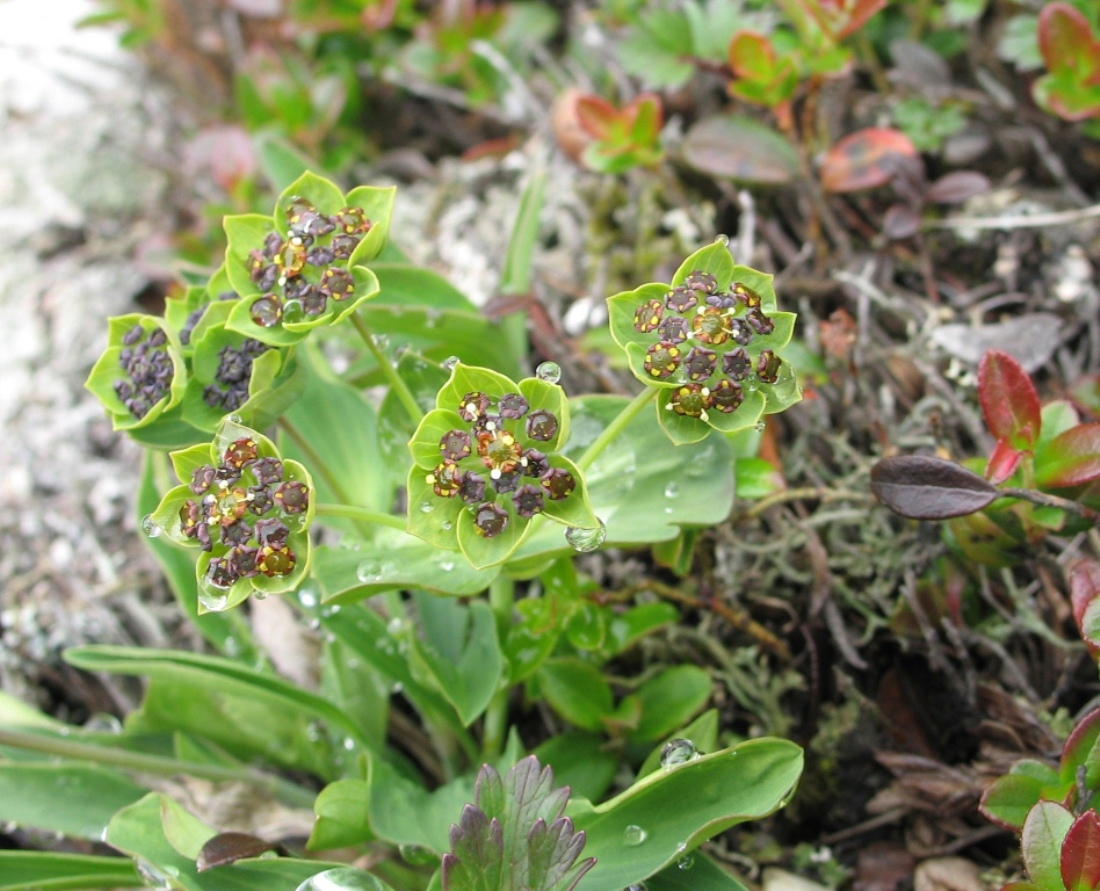 Изображение особи Bupleurum triradiatum.