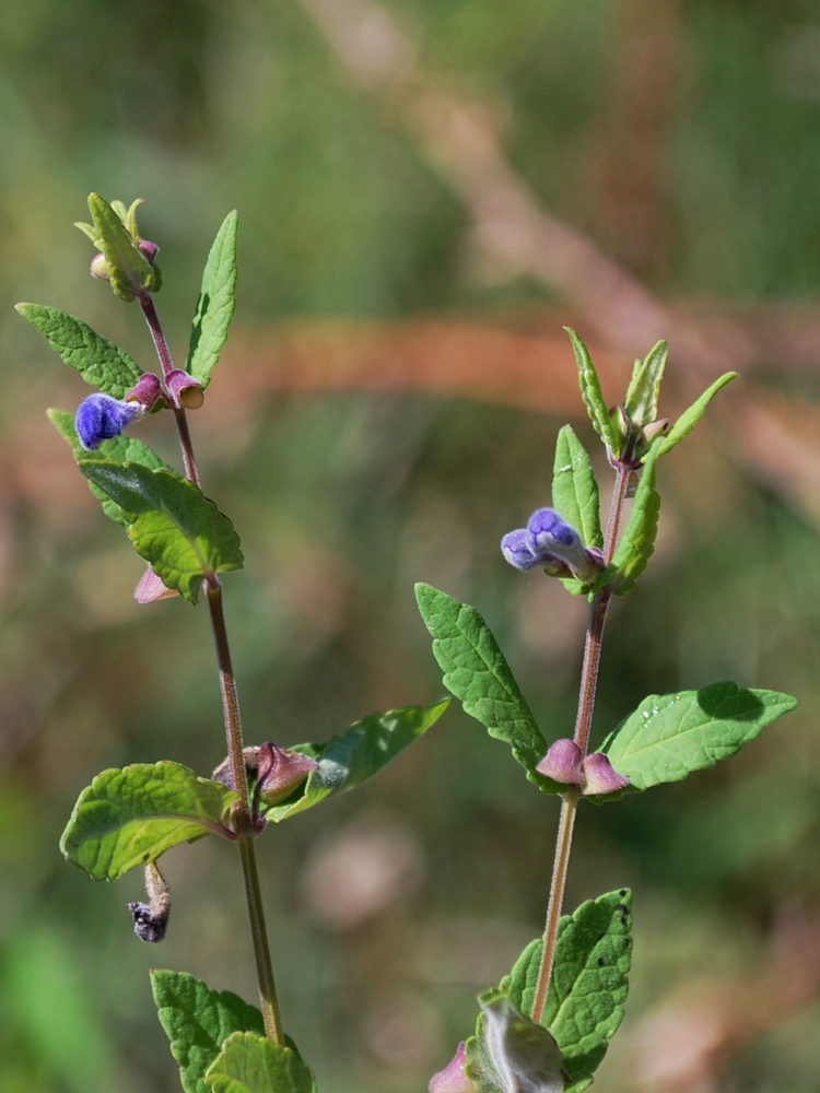 Image of Scutellaria galericulata specimen.