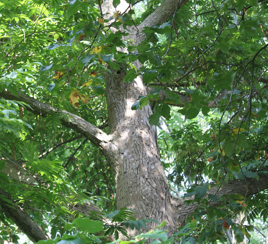 Изображение особи Pterocarya fraxinifolia.