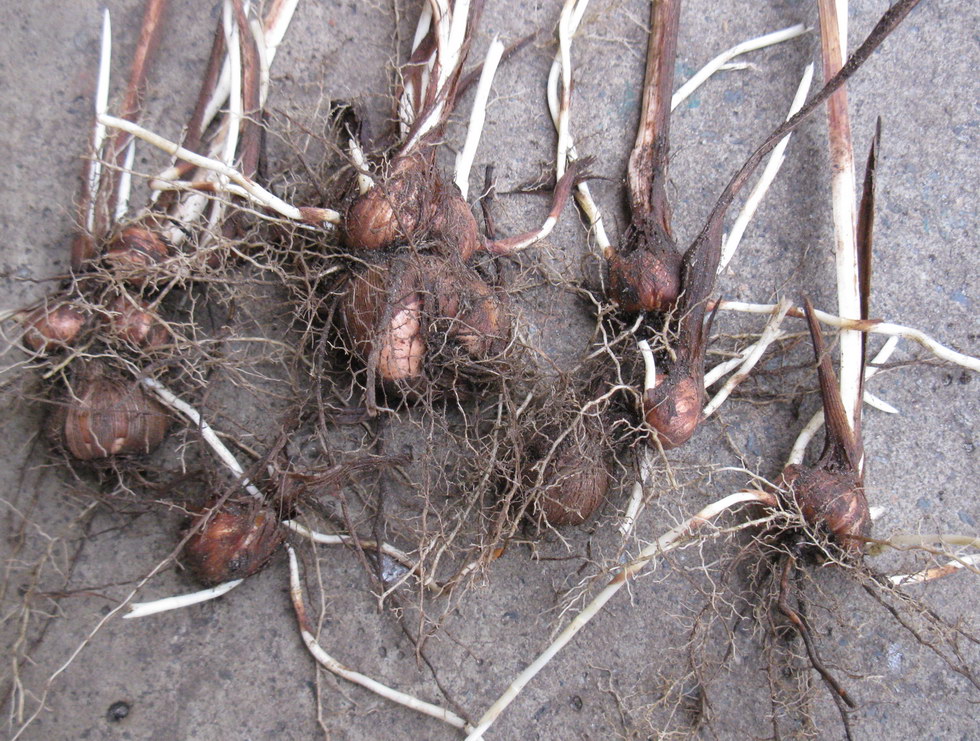 Image of Crocosmia &times; crocosmiiflora specimen.