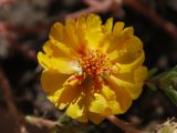 Portulaca grandiflora