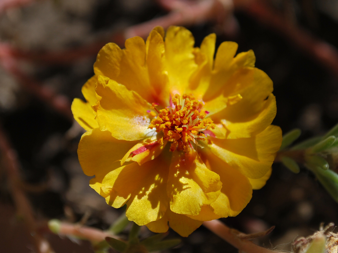 Изображение особи Portulaca grandiflora.