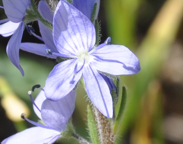 Image of Veronica jacquinii specimen.