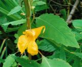 Impatiens noli-tangere