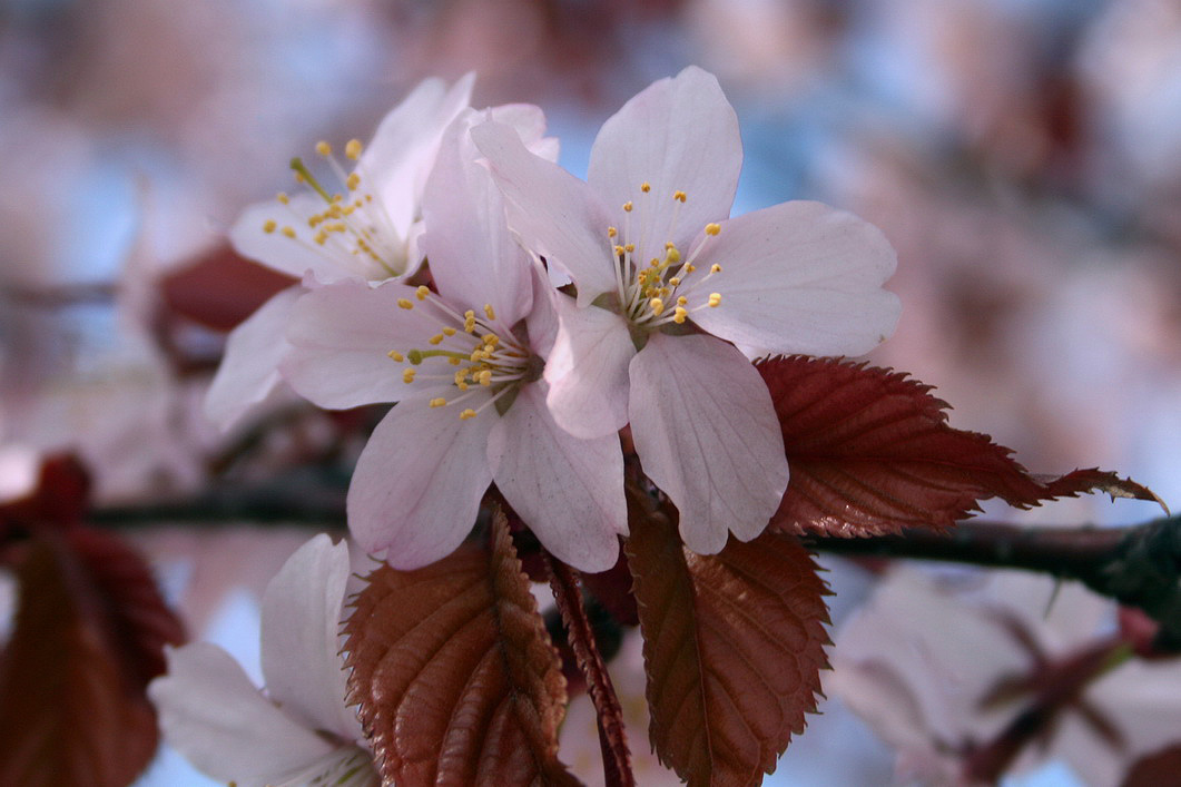 Изображение особи Cerasus sachalinensis.