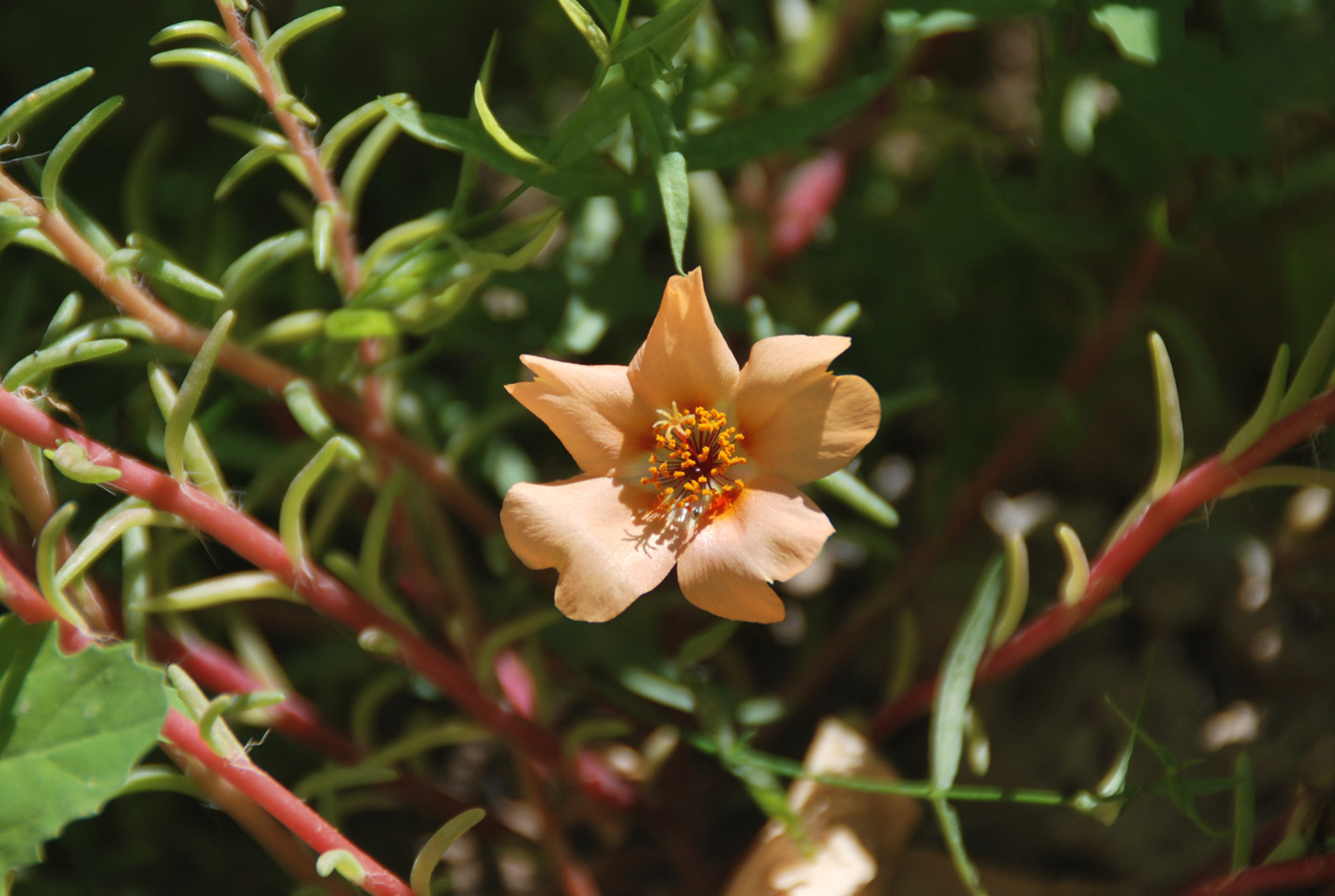 Изображение особи Portulaca grandiflora.