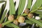 Taxus baccata. Часть побега с микростробилами. Германия, г. Кемпен, в озеленении велосипедной дорожки. 06.02.2013.