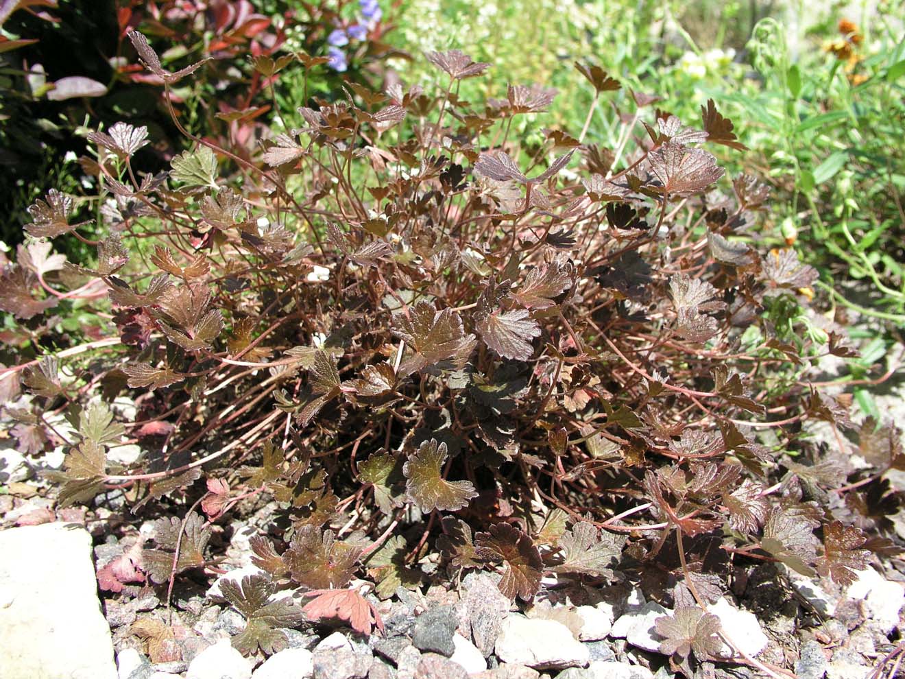 Герань чернеющая. Герань сидячецветковая форма чернеющая. Калвоя сидячецветковая (Calvoa sessiliflora).