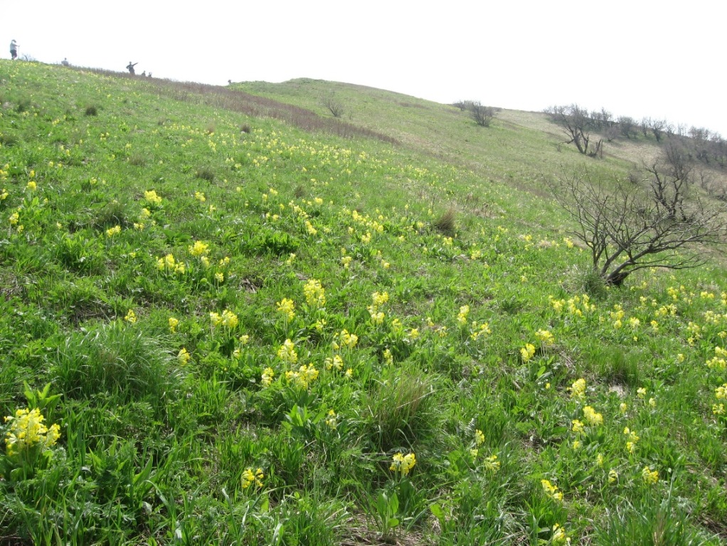 Image of Primula macrocalyx specimen.