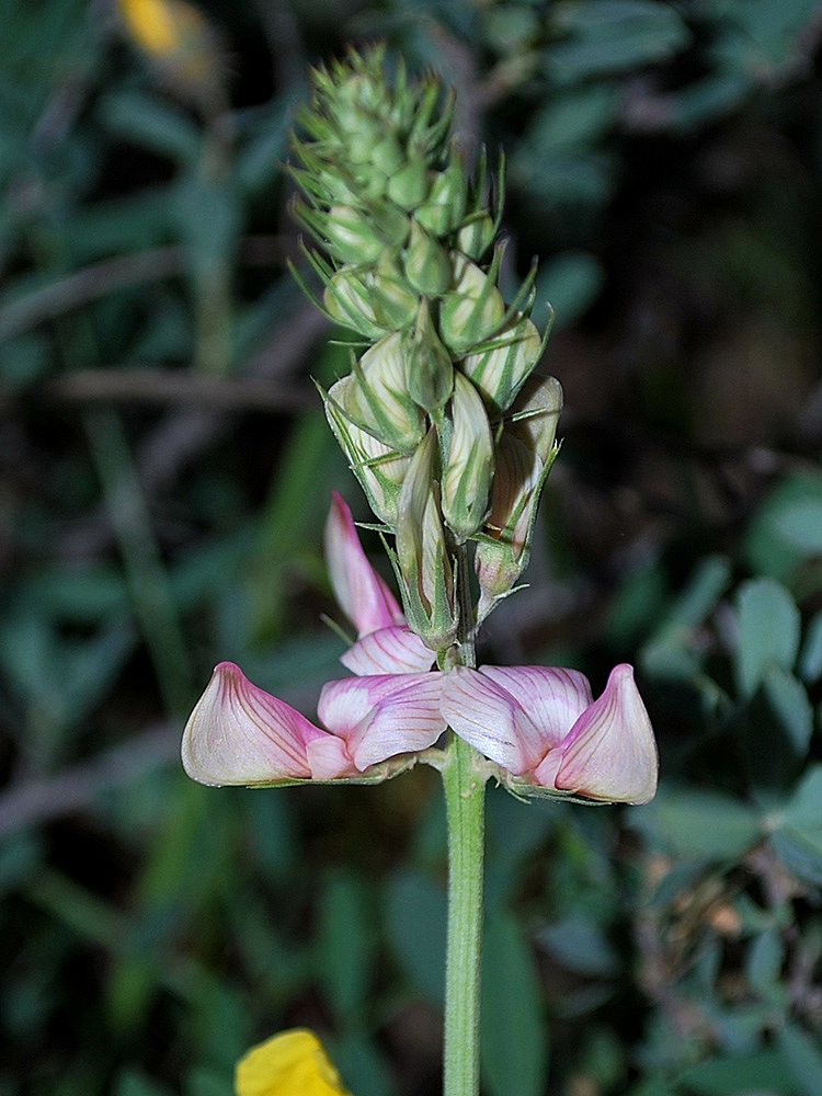 Image of Hedysarum taschkendicum specimen.