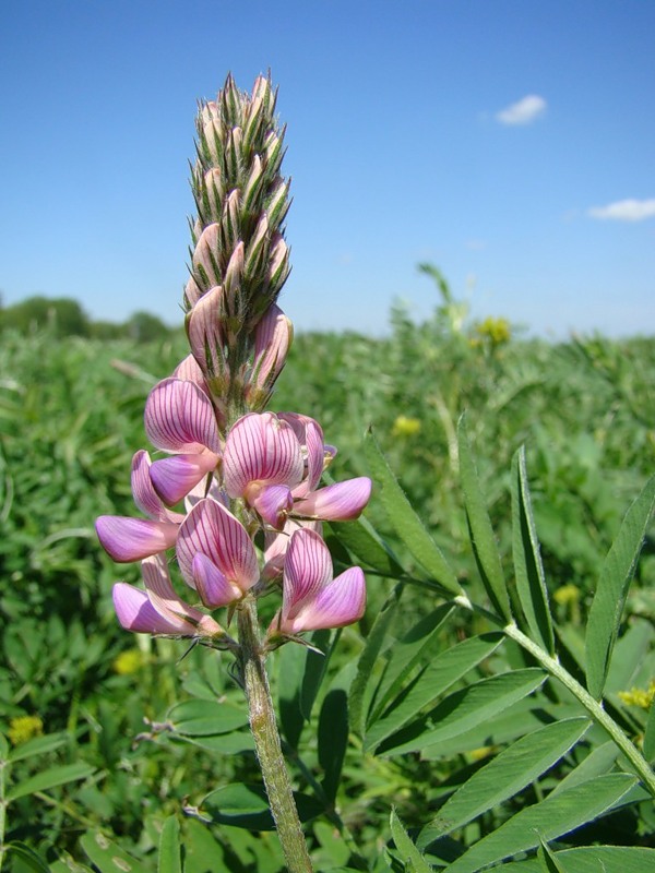 Image of Onobrychis viciifolia specimen.