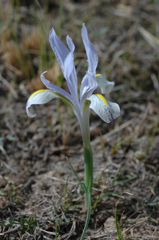 Изображение особи Iridodictyum kolpakowskianum.