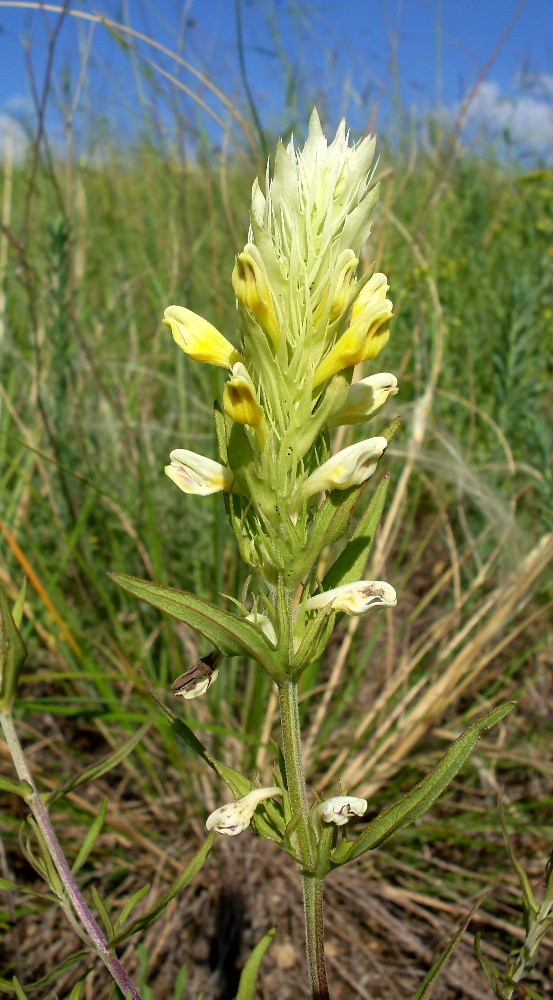 Image of Melampyrum argyrocomum specimen.