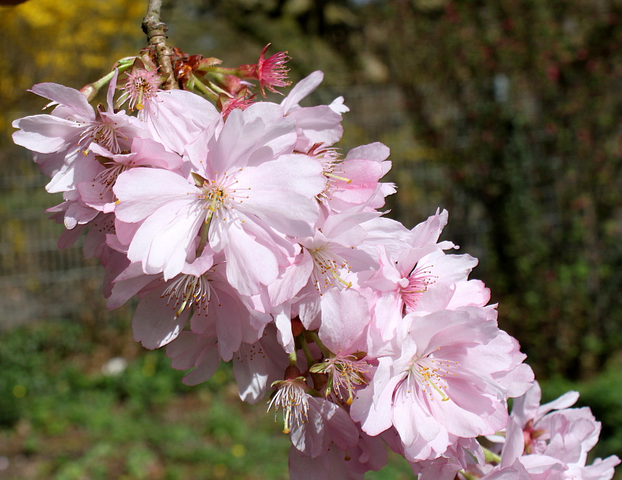 Изображение особи Cerasus sachalinensis.