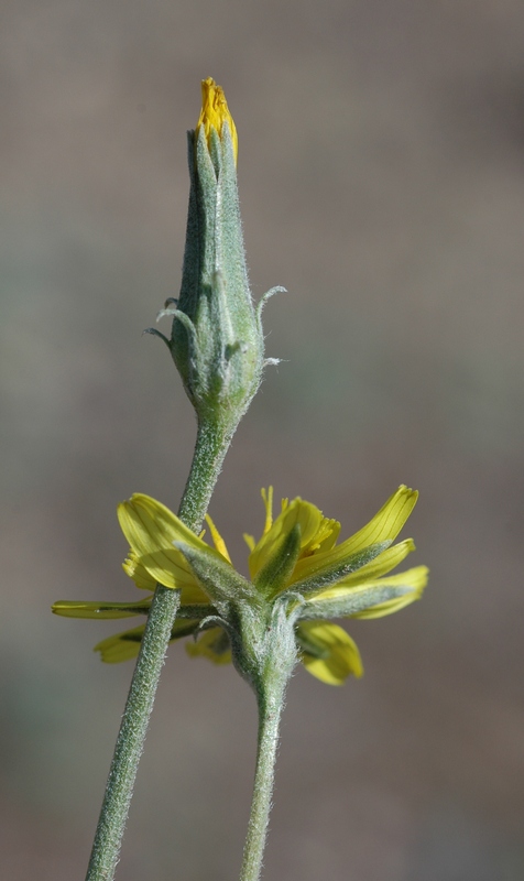 Изображение особи Scorzonera circumflexa.