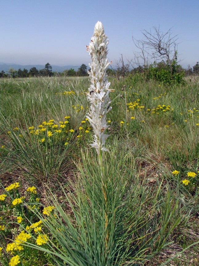 Image of Asphodeline taurica specimen.