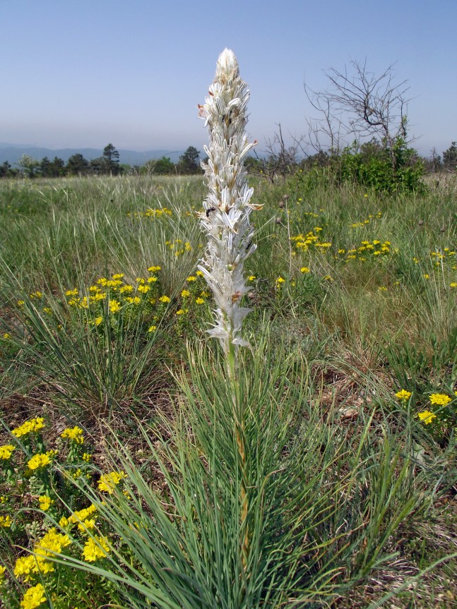 Изображение особи Asphodeline taurica.