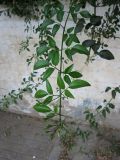 Jasminum azoricum. Верхушка побега, свисающего с изгороди. Израиль, г. Беэр-Шева, городское озеленение. 08.05.2013.