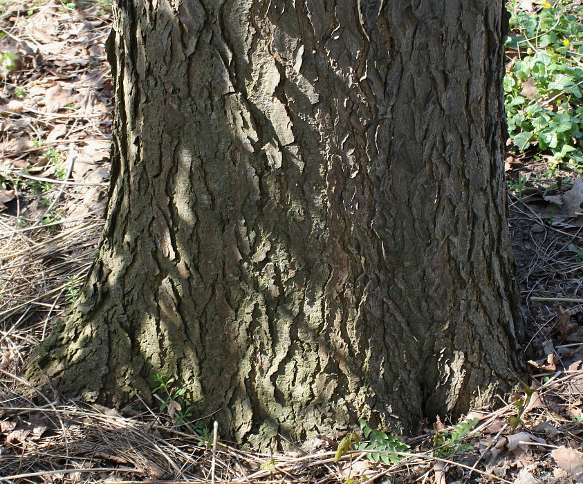 Изображение особи Gymnocladus dioicus.