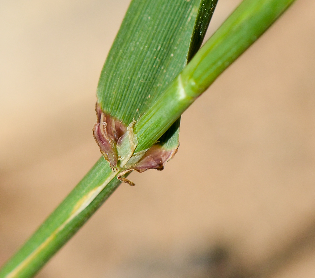 Изображение особи Lolium rigidum.