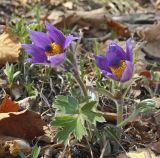 Pulsatilla chinensis. Цветущее растение. Южное Приморье, Борисовское плато, р. Кроуновка. 08.05.2013.