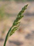 Poa pratensis. Нераспустившееся соцветие. Ленинградская обл., побережье в р-не пос. Большая Ижора, песчаный береговой вал. 09.06.2013.