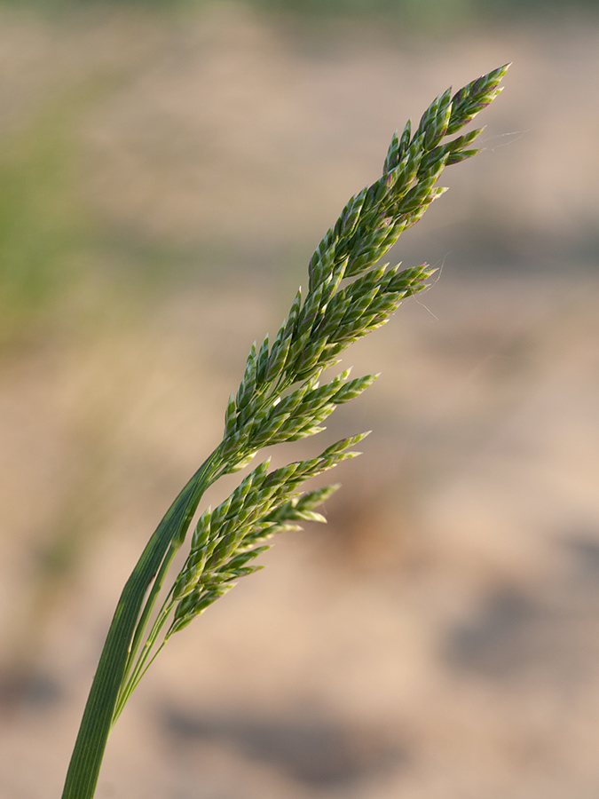 Изображение особи Poa pratensis.