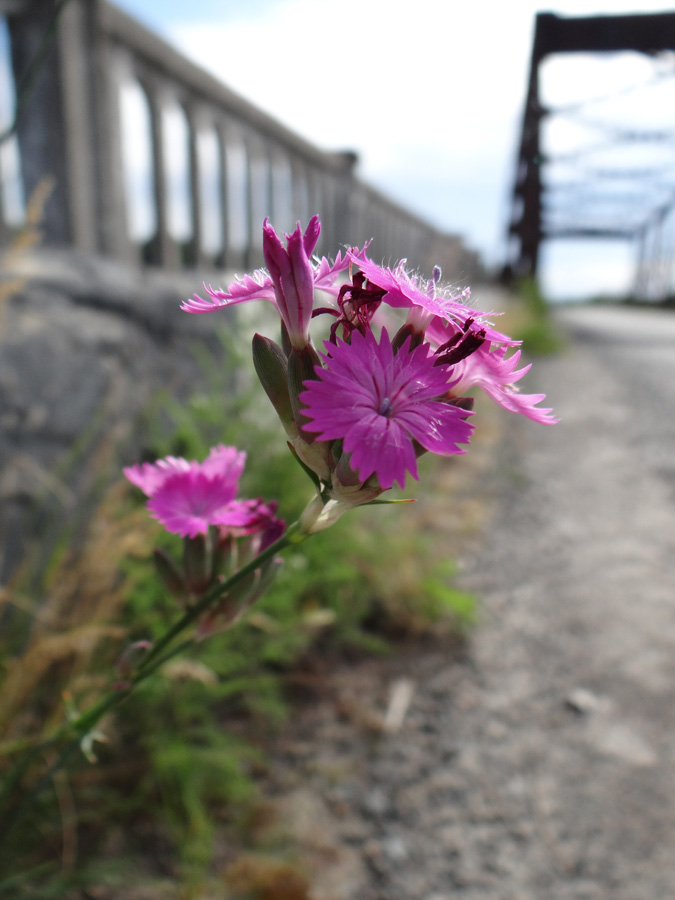 Изображение особи род Dianthus.