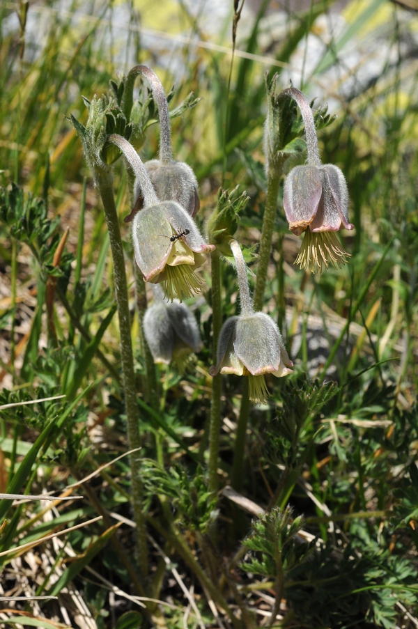 Image of Pulsatilla campanella specimen.