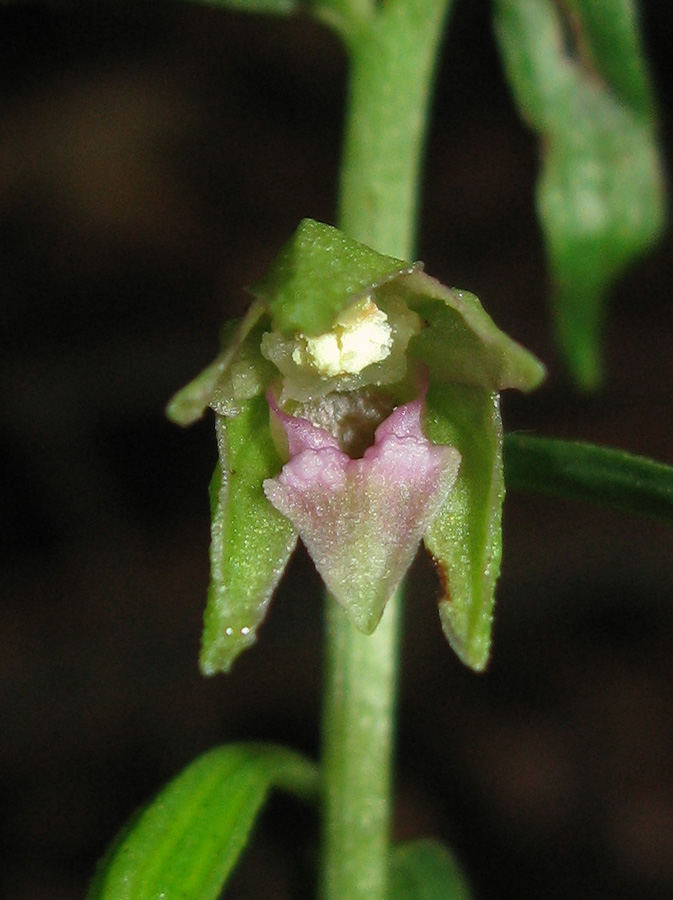 Image of Epipactis persica specimen.