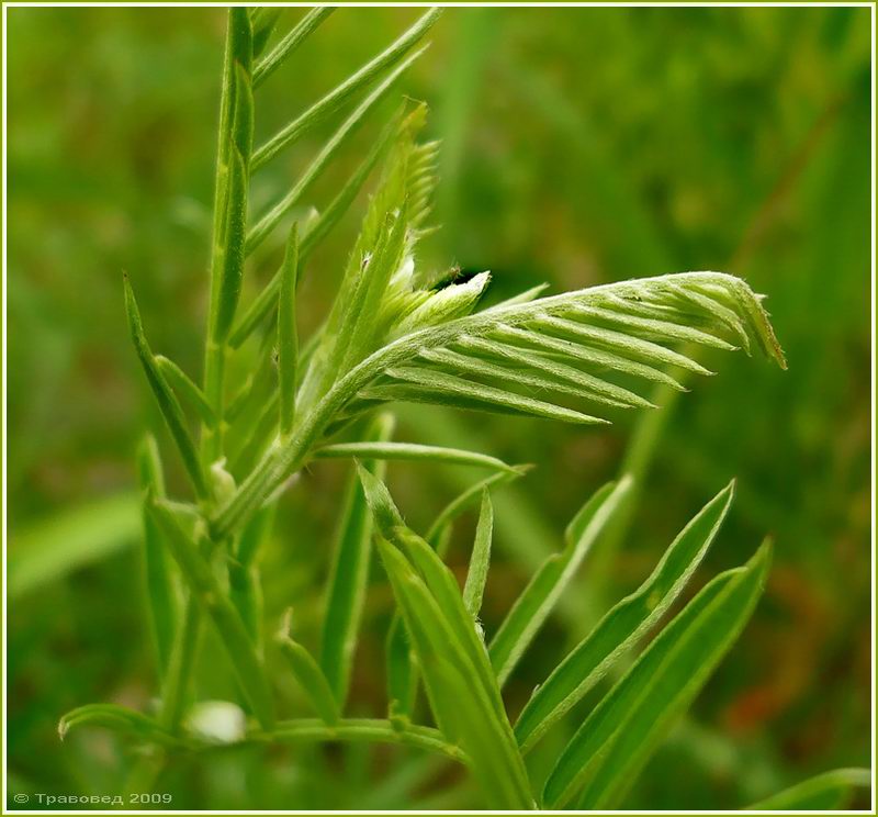 Image of Vicia tenuifolia specimen.