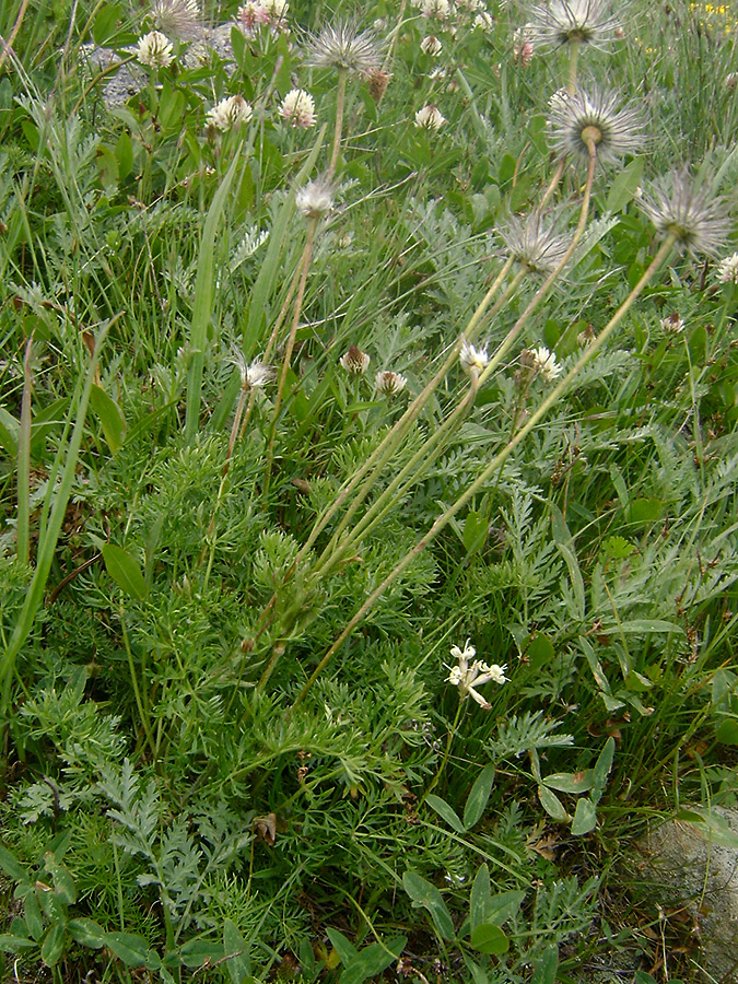 Image of Pulsatilla violacea specimen.