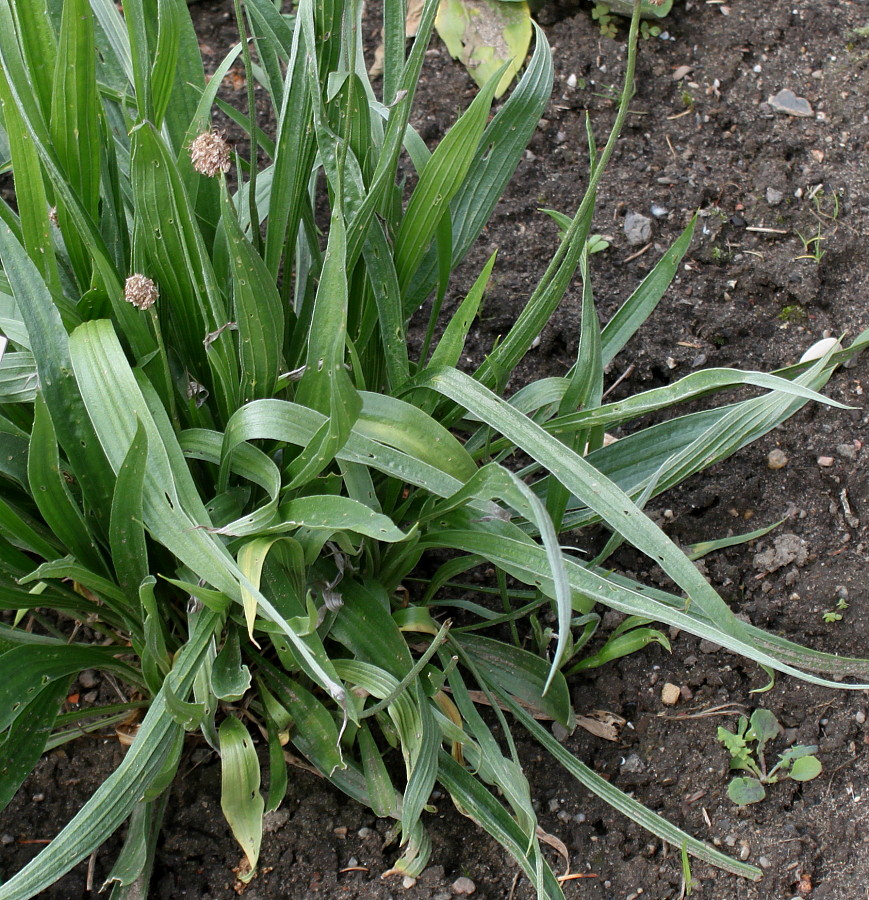 Изображение особи Plantago argentea.