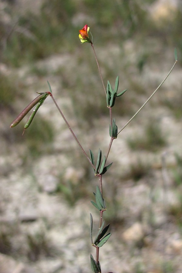 Image of Lotus krylovii specimen.