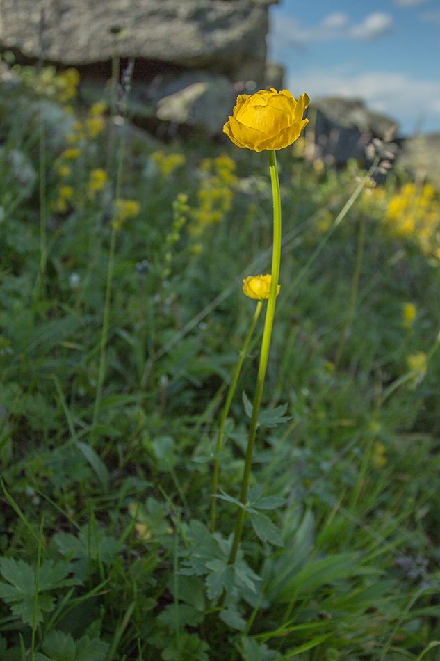 Изображение особи Trollius europaeus.