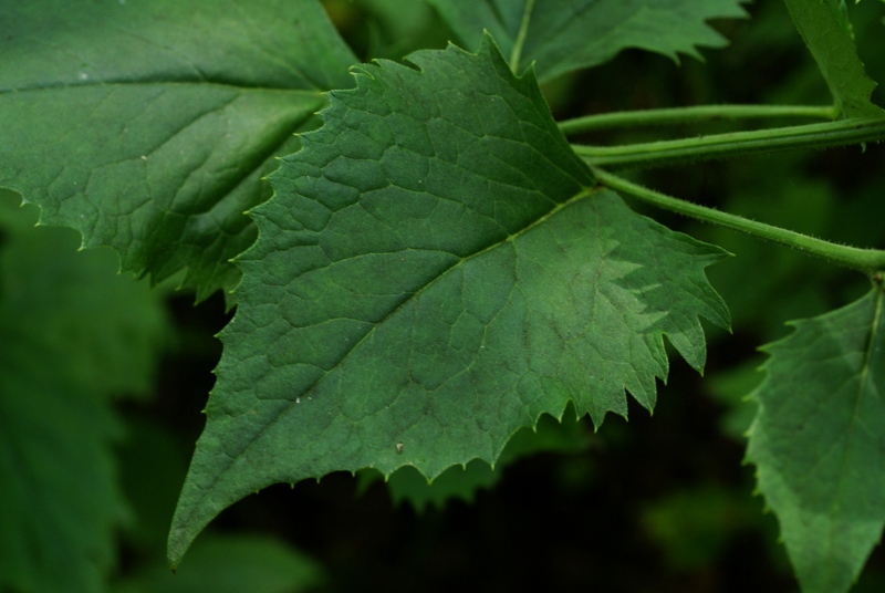 Изображение особи Saussurea grandifolia.