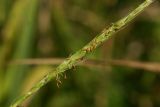 Microstegium nodosum