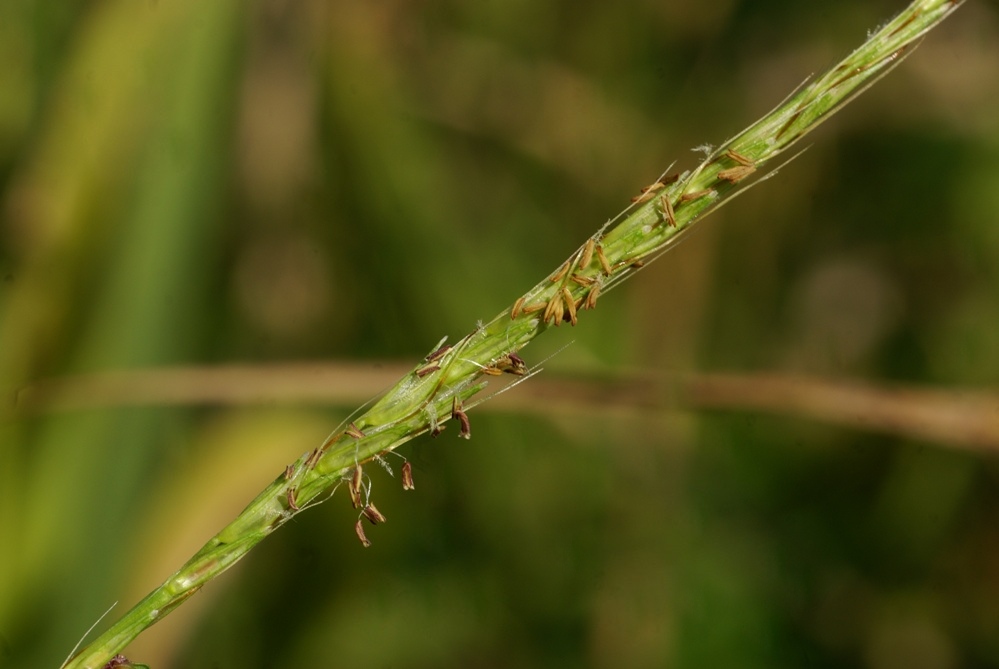 Image of Microstegium nodosum specimen.