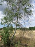 Betula borysthenica