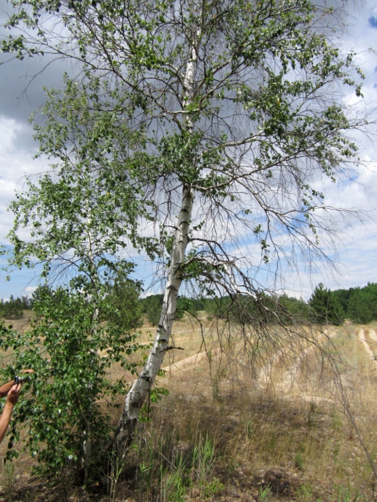 Изображение особи Betula borysthenica.