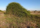 Ephedra aphylla