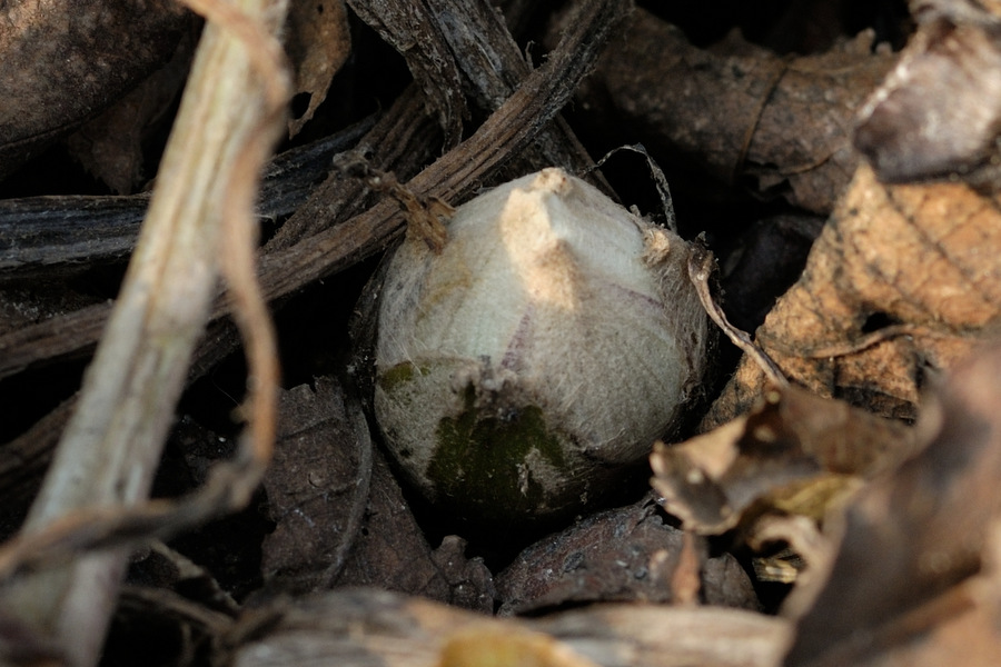 Image of Petasites amplus specimen.