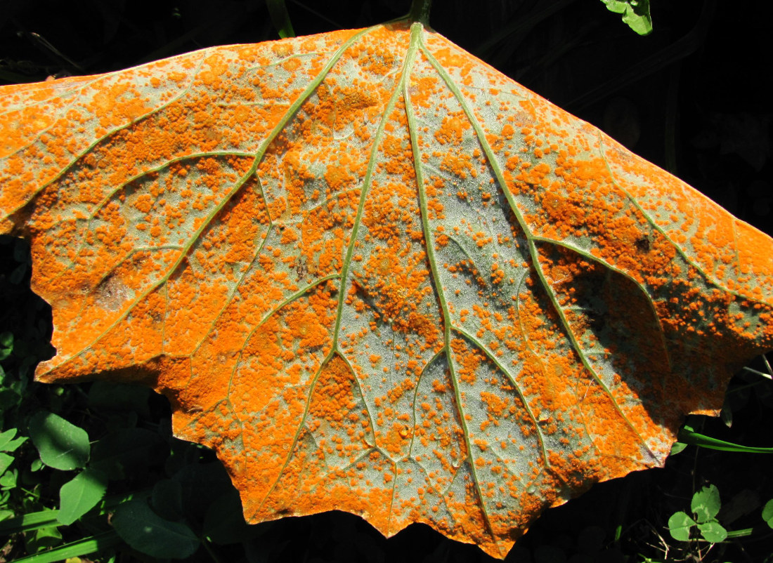 Image of Tussilago farfara specimen.