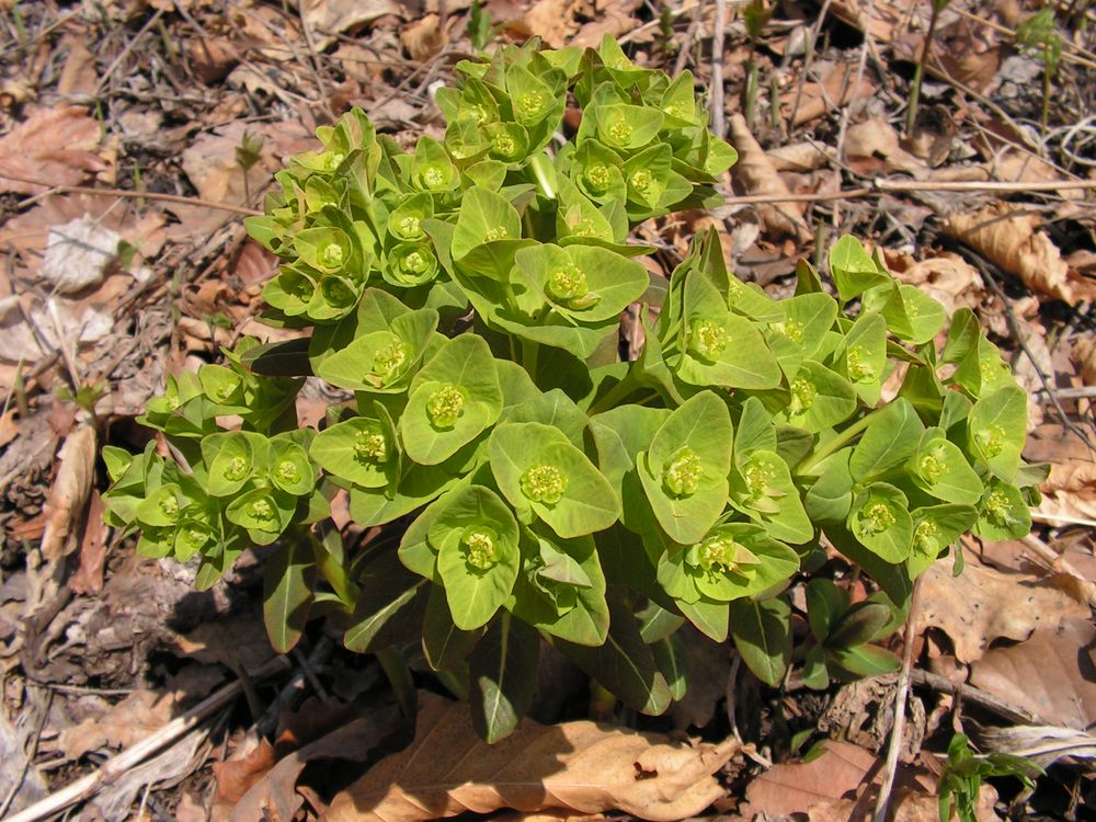 Изображение особи Euphorbia komaroviana.