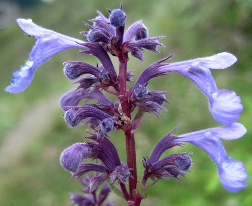 Image of Nepeta grandiflora specimen.